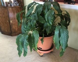Indoor Plant, House Plant 
