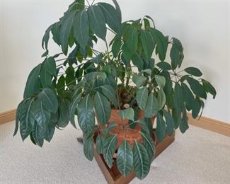 $25.00..................Large Schefflera Plant (S150)