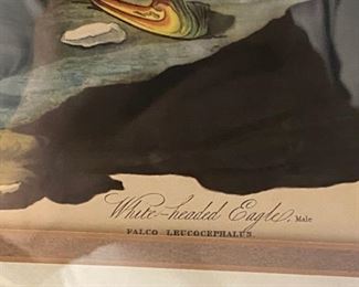 Lot 6047. $50.00. Antique Engraved Print, "White-Headed Eagle, Male" from the actual Audubon Plate Collection. Engraved, Printed, and Colored by R. Havell & Son. Commentary on the prints, which btw have a sticker from Marshall Fields back when Marshall Fields doubled as an art gallery (this and the one of the two Hawks featured in another lot: "Antique prints acquired by my mother. They hung for years in the back Hall at the City Farm."