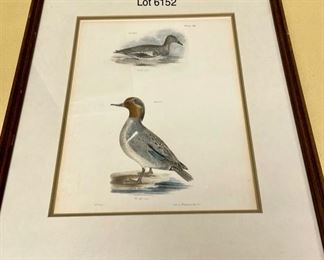 Lot 6152. $100.00. Set of four JW Hill Bird Hand-colored Lithographs. "Lith of Endicot" each is 13.5"w x 15.25"h. Plates 77, 108, 110, 112. Hand-colored.