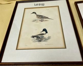 Lot 6152. $100.00. Set of four JW Hill Bird Hand-colored Lithographs. "Lith of Endicot" each is 13.5"w x 15.25"h. Plates 77, 108, 110, 112. Hand-colored.