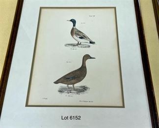 Lot 6152. $100.00. Set of four JW Hill Bird Hand-colored Lithographs. "Lith of Endicot" each is 13.5"w x 15.25"h. Plates 77, 108, 110, 112. Hand-colored.