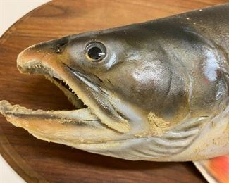 Lot 6181 $125.00. Awesome Wild Salmon Taxidermy. Originally caught in Alaska, 1982 (see pic) 22" Long When Taxidermy was really taxidermy! Think of the fish stories you could have with this! Picture not included but is here for provenance!