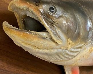 Lot 6181 $125.00. Awesome Wild Salmon Taxidermy. Originally caught in Alaska, 1982 (see pic) 22" Long When Taxidermy was really taxidermy! Think of the fish stories you could have with this! Picture not included but is here for provenance!