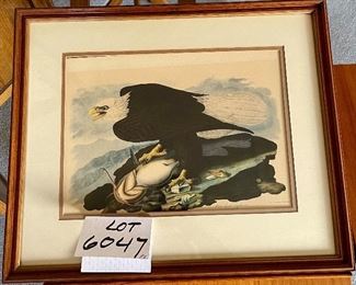 Lot 6047. $50.00. Antique Engraved Print, "White-Headed Eagle, Male" from the actual Audubon Plate Collection. Engraved, Printed, and Colored by R. Havell & Son. Commentary on the prints, which btw have a sticker from Marshall Fields back when Marshall Fields doubled as an art gallery (this and the one of the two Hawks featured in another lot: "Antique prints acquired by my mother. They hung for years in the back Hall at the City Farm."