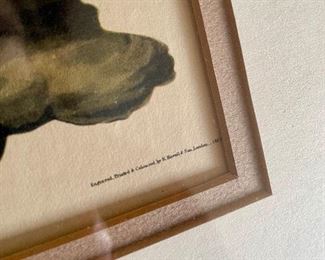 Lot 6047. $50.00. Antique Engraved Print, "White-Headed Eagle, Male" from the actual Audubon Plate Collection. Engraved, Printed, and Colored by R. Havell & Son. Commentary on the prints, which btw have a sticker from Marshall Fields back when Marshall Fields doubled as an art gallery (this and the one of the two Hawks featured in another lot: "Antique prints acquired by my mother. They hung for years in the back Hall at the City Farm."