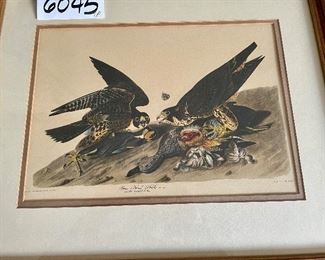 Lot 6045. $50.00. Antique Engraved Print "Great Footed Hawks" male and female Peregrine Falcons from the actual Audubon Plate Collection. Engraved, Printed, and Colored by R. Havell & Son Commentary on the prints (this and the one of the white head eagle in lot 6047: "Antique prints acquired by my mother. They hung for years in the back Hall at the City Farm."