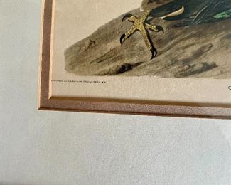 Lot 6047. $50.00. Antique Engraved Print, "White-Headed Eagle, Male" from the actual Audubon Plate Collection. Engraved, Printed, and Colored by R. Havell & Son. Commentary on the prints, which btw have a sticker from Marshall Fields back when Marshall Fields doubled as an art gallery (this and the one of the two Hawks featured in another lot: "Antique prints acquired by my mother. They hung for years in the back Hall at the City Farm."