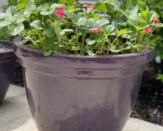 Aubergine Planters - 2 available. Photo 1 of 2