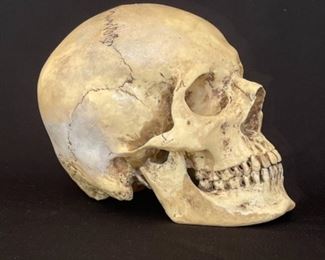 Human skull replica