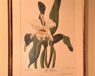 Framed orchid art