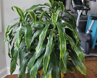 Several Large Houseplants