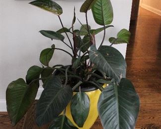 Large plants in ceramic pots