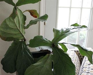 Plant in plant stand