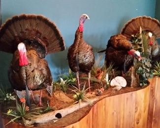 A closer look at the turkeys