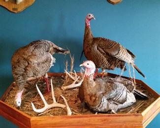 Display of bearded hen turkeys