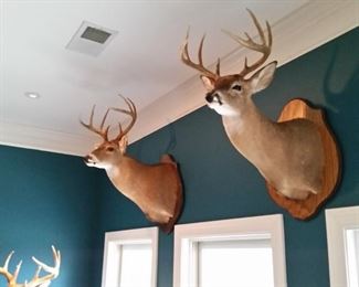 Shoulder mount whitetail bucks
