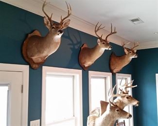 Shoulder mount whitetail bucks