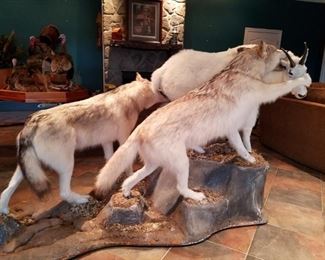 Gray wolves attacking a mountain goat