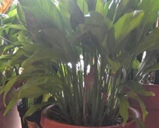 Potted Plant in Plastic Planter Peace Lily