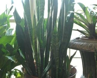Potted Plan in Plastic Planter Snake Plant