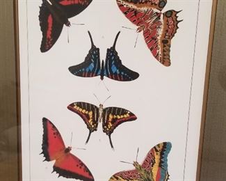 Large Butterfly Print 35x31 $150
