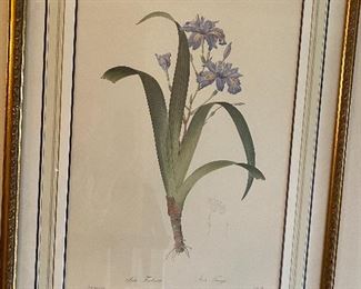 Lot#939 $175 Framed botanical print-Iris