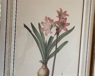 Lot940 $175 Framed botanical print Amaryllis