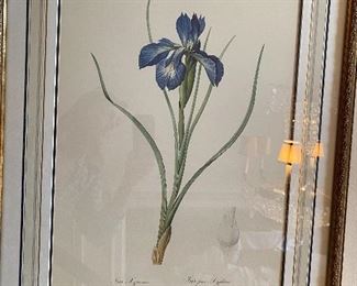 Lot#941 $175 Framed Botanical print Iris