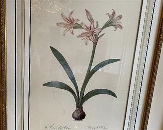 Lot#943 $175 Framed botanical print Amaryllis