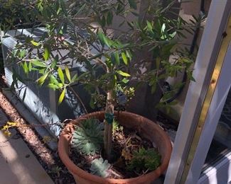 pair of small olive trees in pots