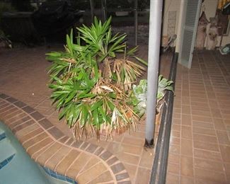 Pam pot of palm and bromileads