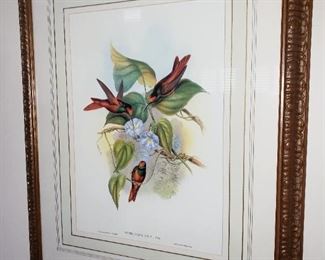 Diphogena Iris J. Gould and H.C. Richter framed lith print