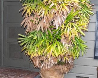 YARD Decor - Plants