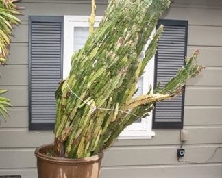 YARD Decor - Plants