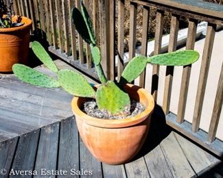 Potted Succulent Plants