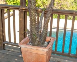 Potted Succulent Plants