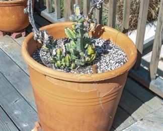 Potted Succulent Plants