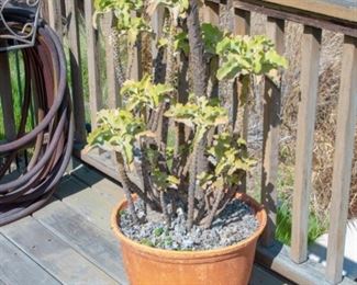 Potted Succulent Plants
