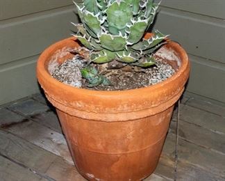 Potted Succulent Plants
