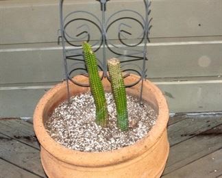 Potted Succulent Plants