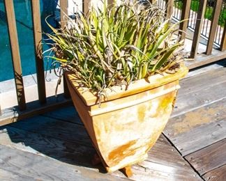Potted Succulent Plants
