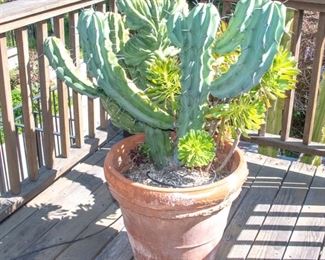 Potted Succulent Plants