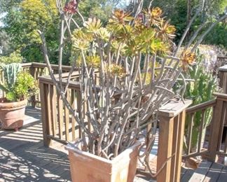 Potted Succulent Plants