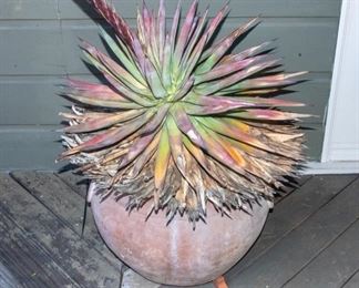 Potted Succulent Plants