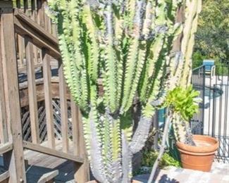 Potted Succulent Plants