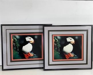 Puffin by Larry Nelson Photograph