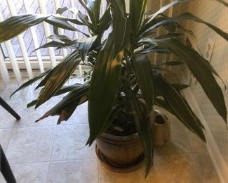 Plants - LIVE & artificial