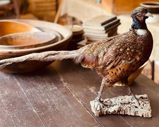 Taxidermy Pheasant 