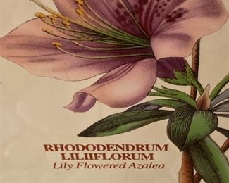 "Lily Flowered Azalea" - Portmeirion Botanical waste basket